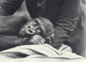 1919年9月、ロンドン動物園でキーパーが毛布の上で保持している5歳の若いゴリラ「ジョンデイビッド」 作： Frederick William Bond